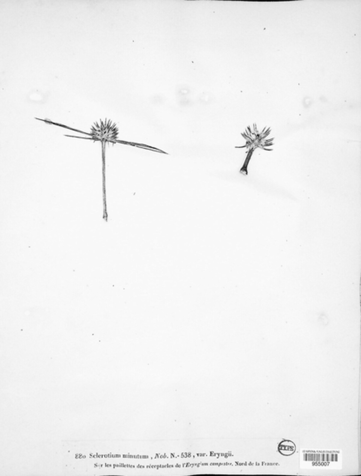 Sclerotium minutum image